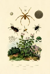 Ground Beetle